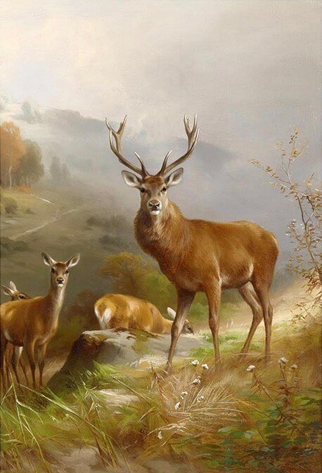 Deer
