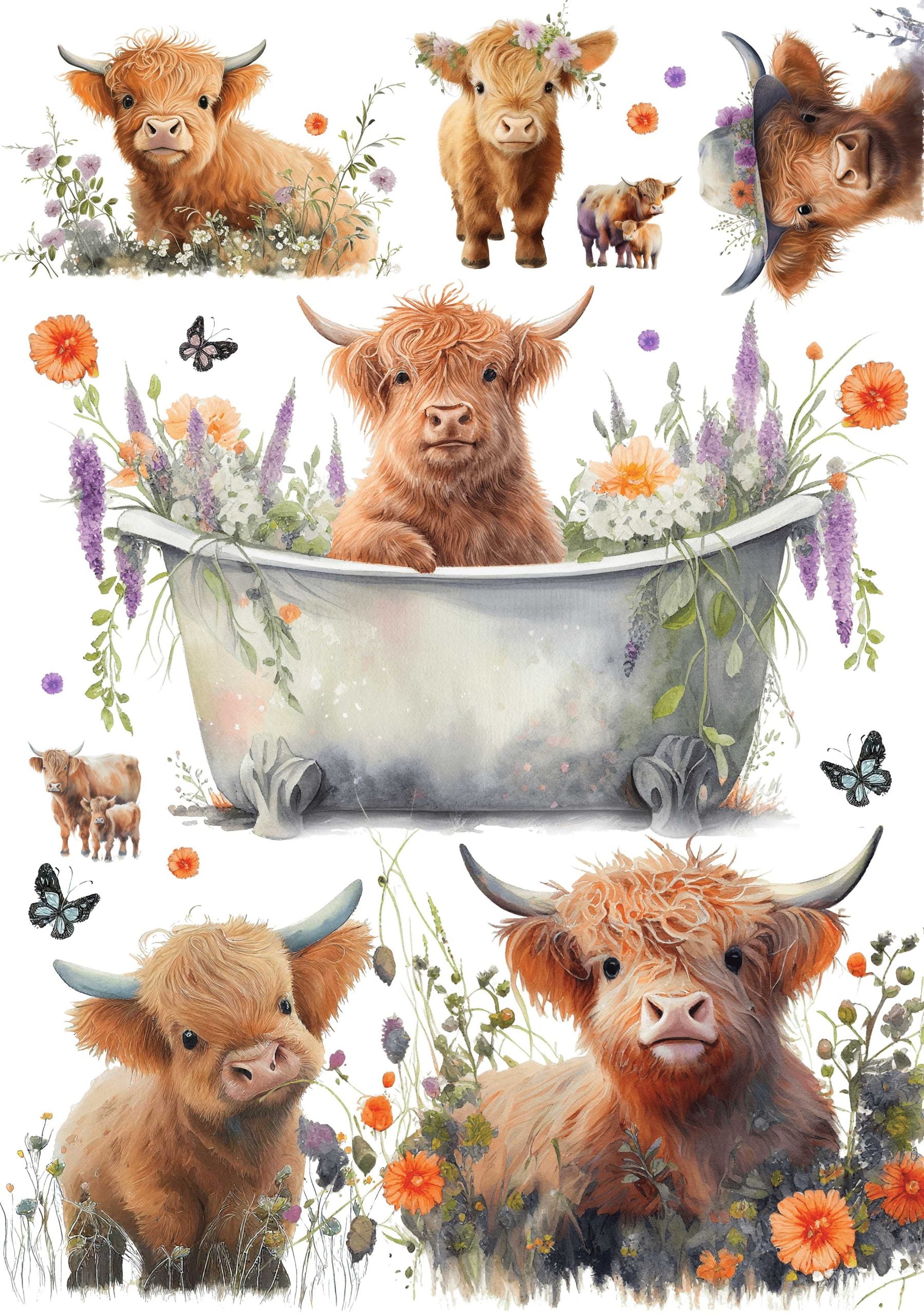 Highland Calf