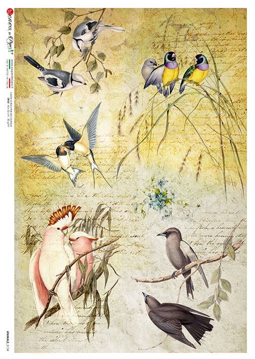 Exotic Birds