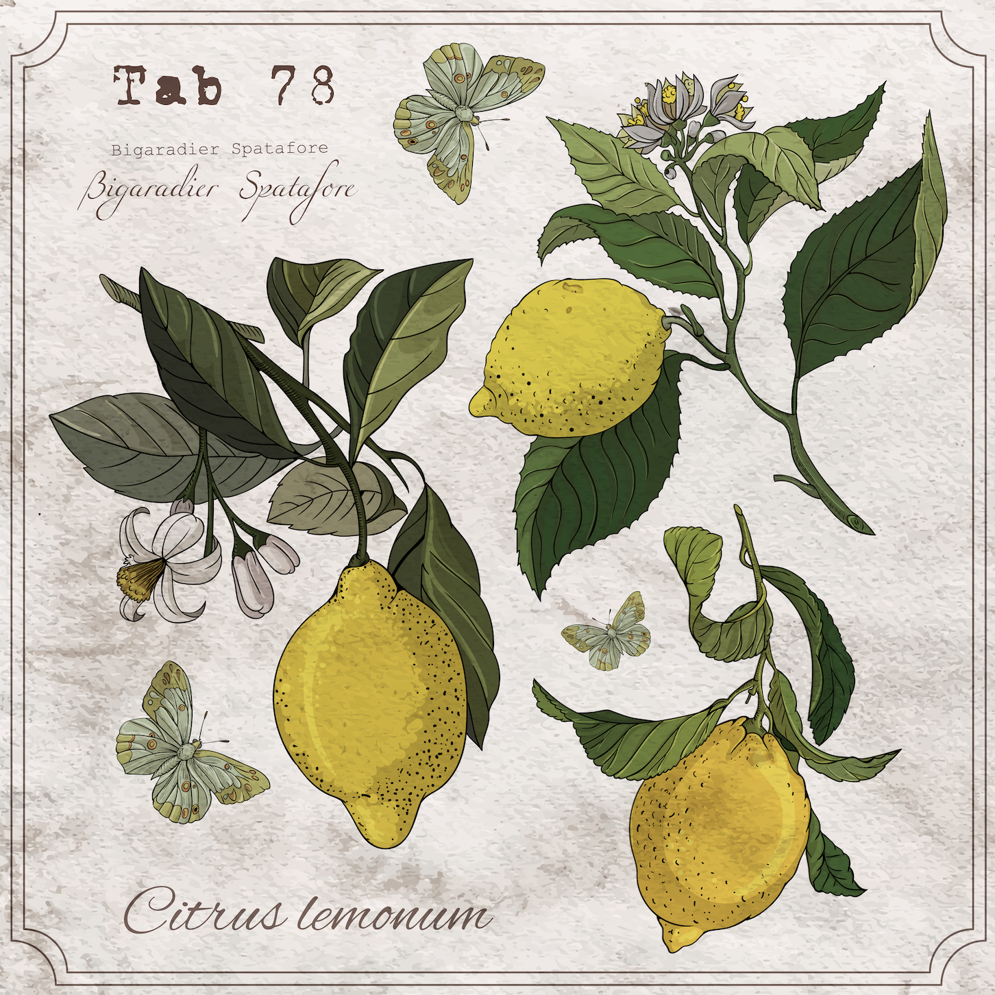 Lemon Botany