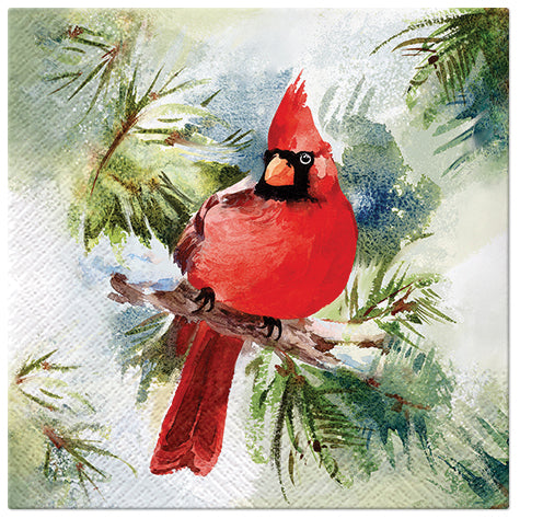 Winter Cardinal
