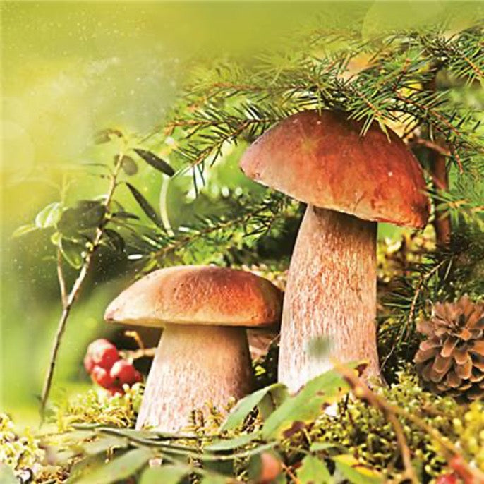 Boletus Forest