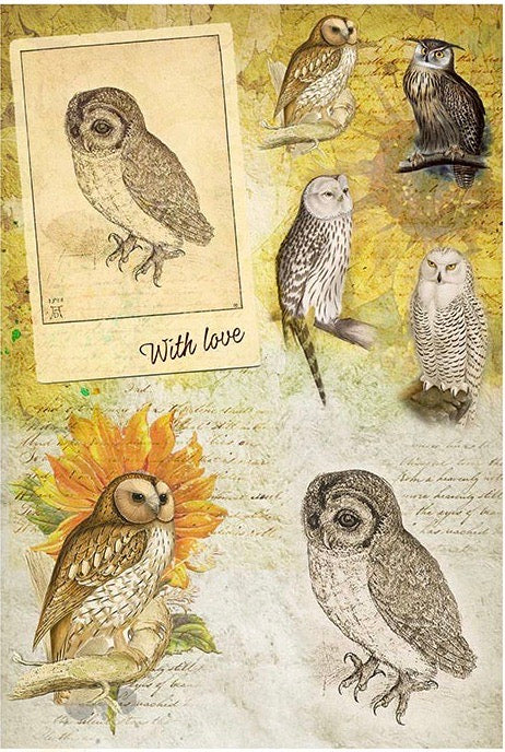 Owls