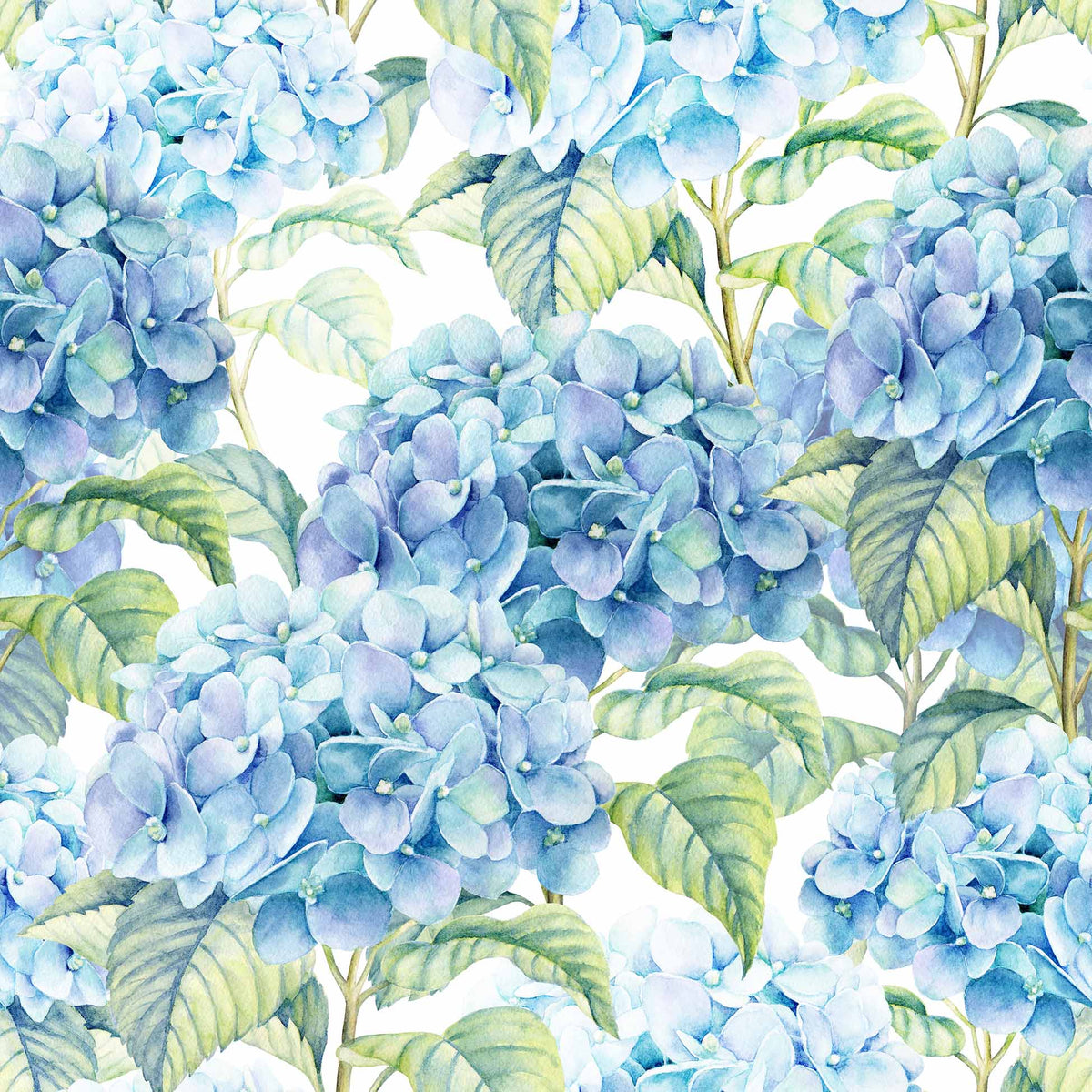 Blue Hydrangea