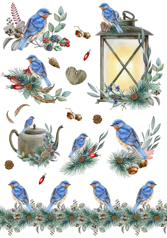 Eastern Bluebird