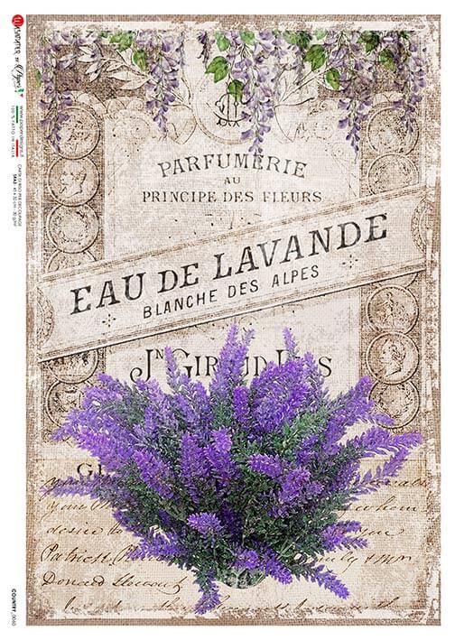Lavender