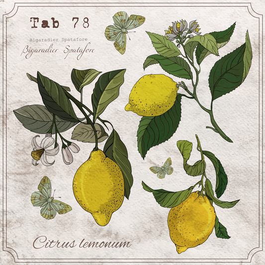 Lemon Botany