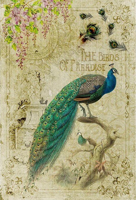 Majestic Peacock