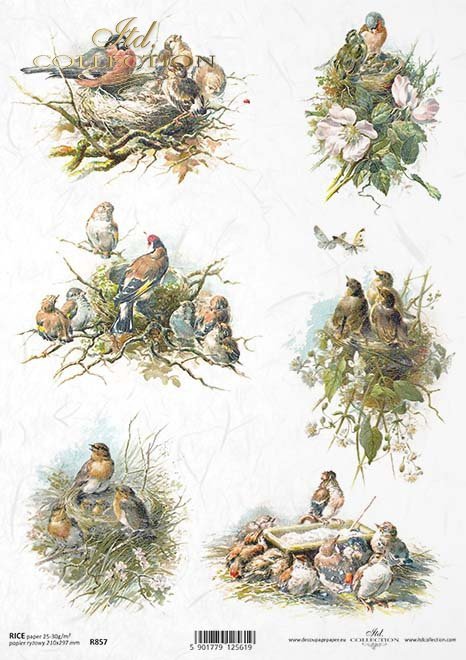 Spring Bird Nest