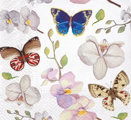 Orchidea Butterfly