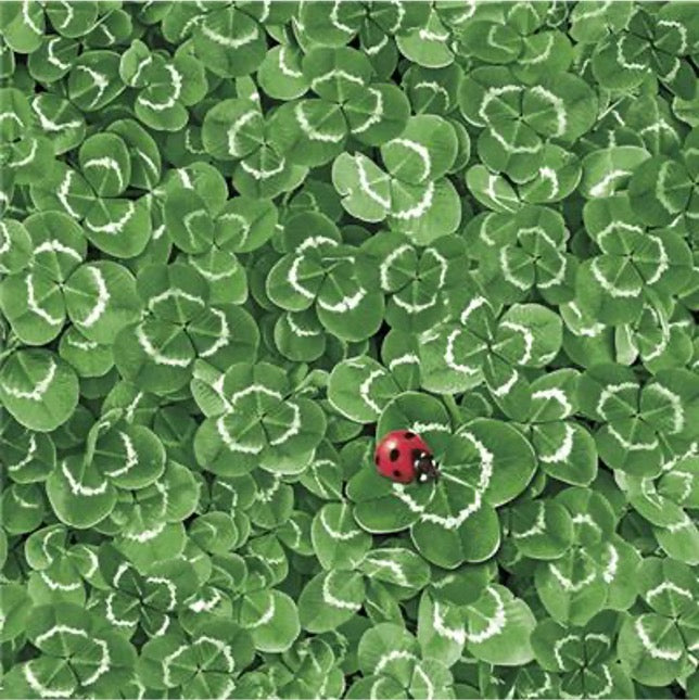 Clover With Ladybug