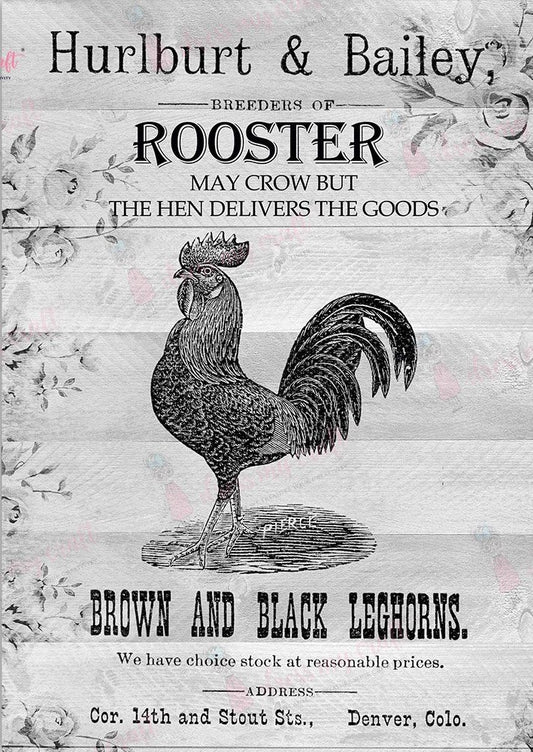 The Rooster