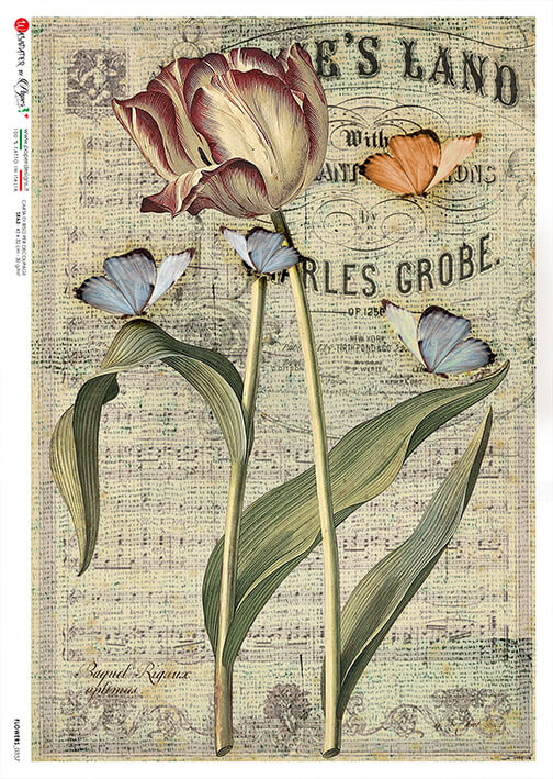 Tulip on Music Notes