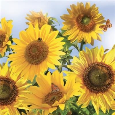 Sunflowers in the Sky Luncheon Napkins