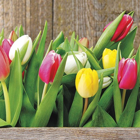 Colorful Tulips Luncheon Napkins