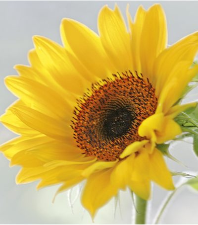 Sunny Flower Sunflower Luncheon Napkins