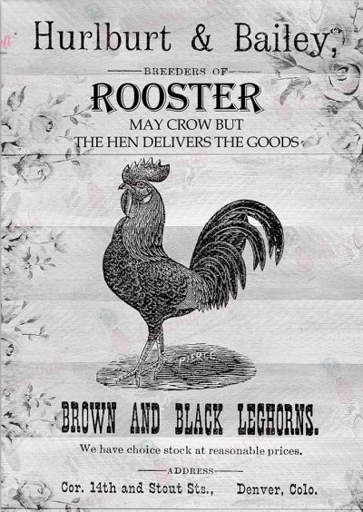 The Rooster – Wet Transfer